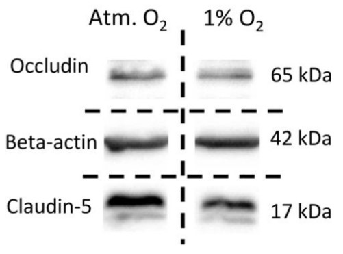 Representative western blot for claudin-5.jpg